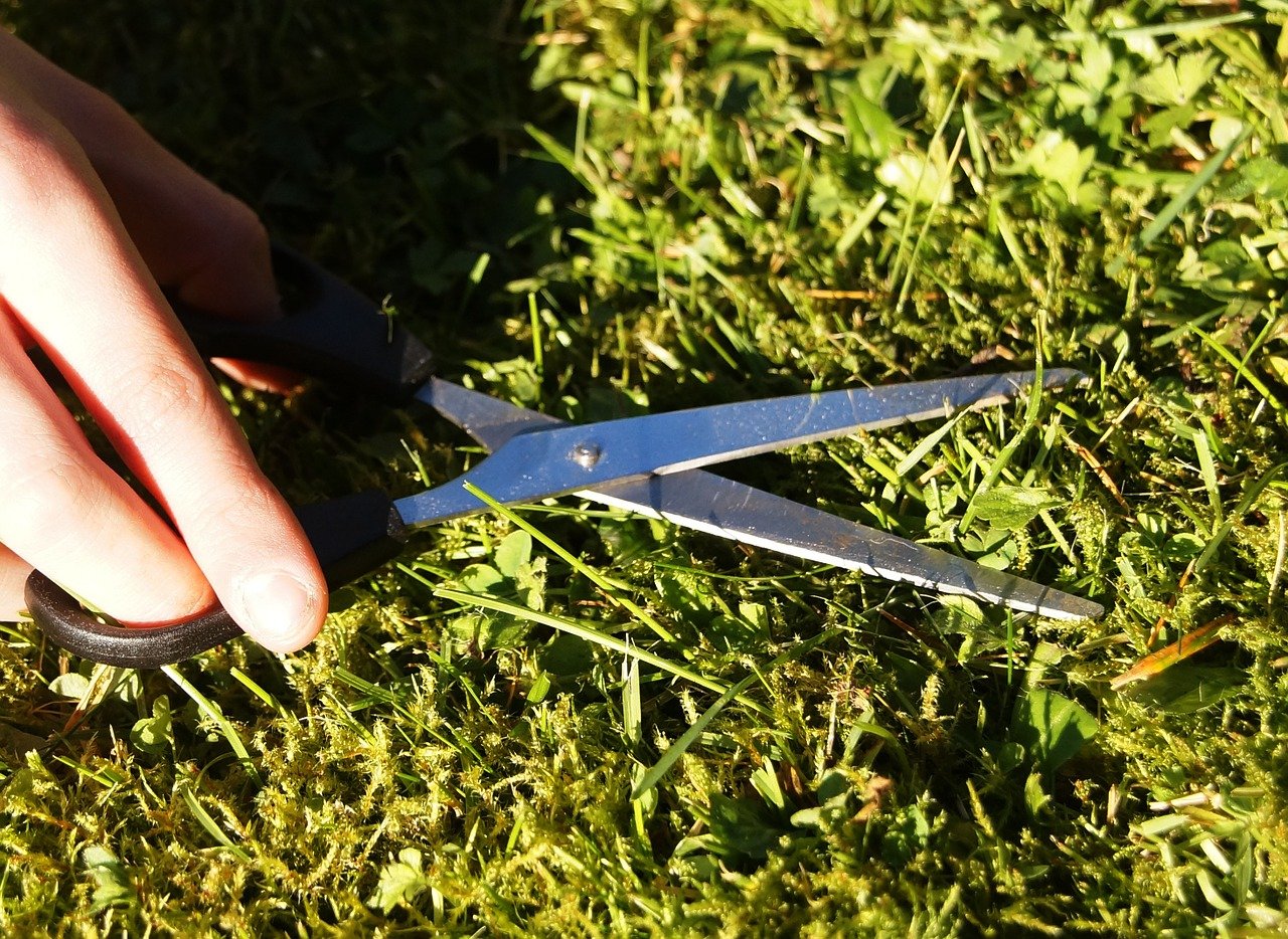 scissoer cutting grass